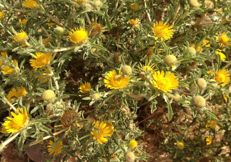 Tac Dung Artemisia Herba Alba